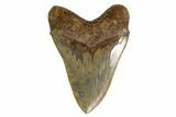 Serrated, Fossil Megalodon Tooth - Georgia #159744-1